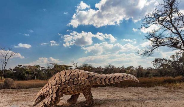 بهترین عکس های سال 2019 نشنال جئوگرافیک