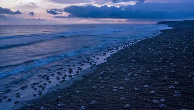 بهترین عکس های سال 2019 نشنال جئوگرافیک