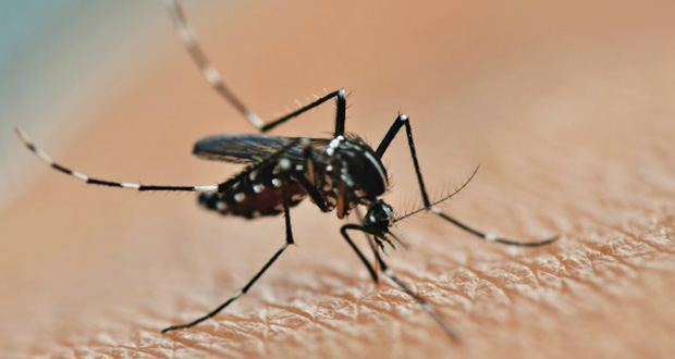 شناسایی حشره کش توسط مالاریا