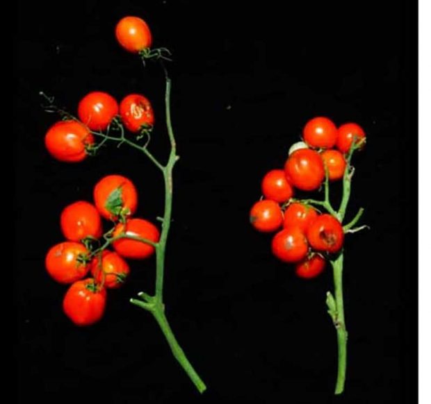 گوجه فرنگی خوشه ای با دستکاری ژنتیکی تولید شد 5 گوجه فرنگی خوشه ای