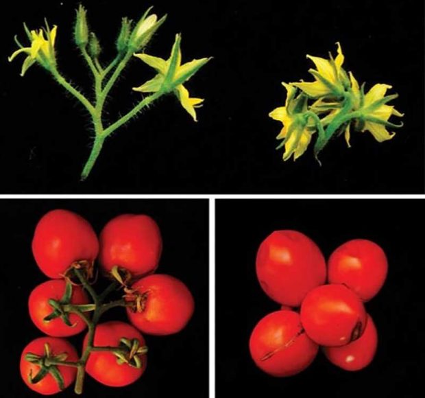 گوجه فرنگی خوشه ای با دستکاری ژنتیکی تولید شد 4 گوجه فرنگی خوشه ای