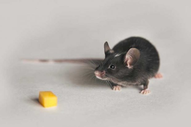 سفید شدن مو با استرس همراه است 3 سفید شدن مو با استرس