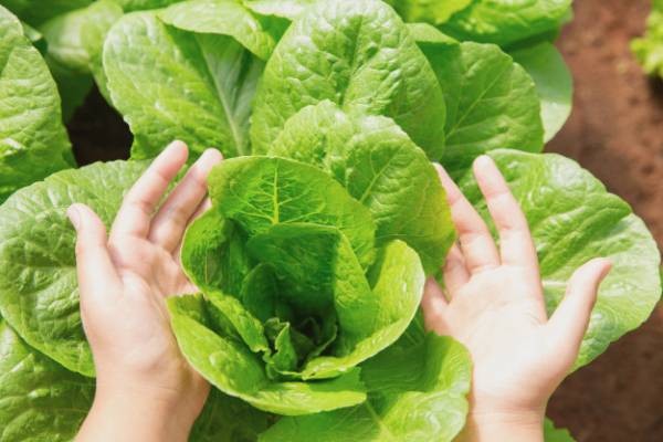 شیر پاک کن های طبیعی و مفید برای پوست