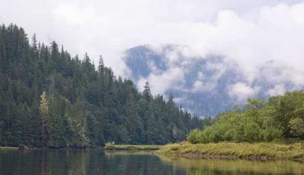 زیباترین جنگل های جهان