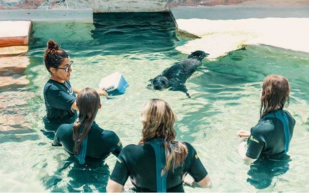 شهربازی طبیعی میامی لند را تماشا کنید ! 5 میامی لند