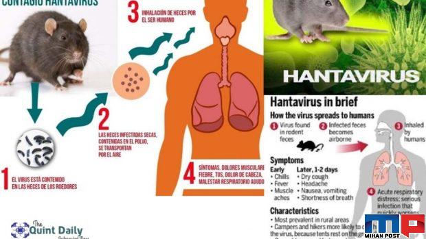 Hantavirus ویروس هانتا