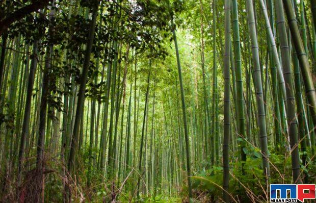 جنگلهای معروف جهان به روایت تصاویری تماشایی 30 جنگل بامبو