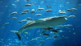 آکواریوم آکوا وگا Aqua Vega Aquarium