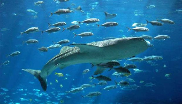 آکواریوم آکوا وگا Aqua Vega Aquarium