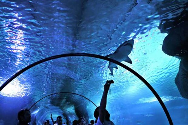 آکواریوم آکوا وگا Aqua Vega Aquarium