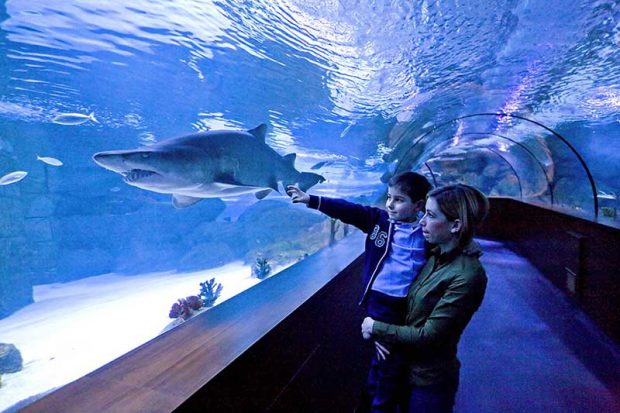 آکواریوم آکوا وگا Aqua Vega Aquarium