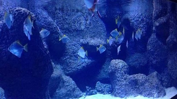 آکواریوم آکوا وگا Aqua Vega Aquarium