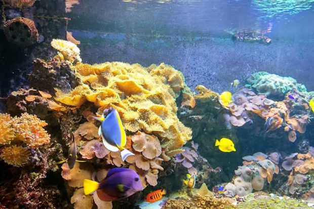 آکواریوم آکوا وگا Aqua Vega Aquarium