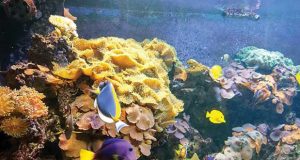آکواریوم آکوا وگا Aqua Vega Aquarium