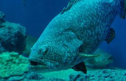 آکواریوم پوکت Phuket Aquarium