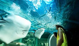 آکواریوم پوکت Phuket Aquarium