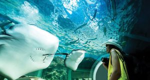 آکواریوم پوکت Phuket Aquarium