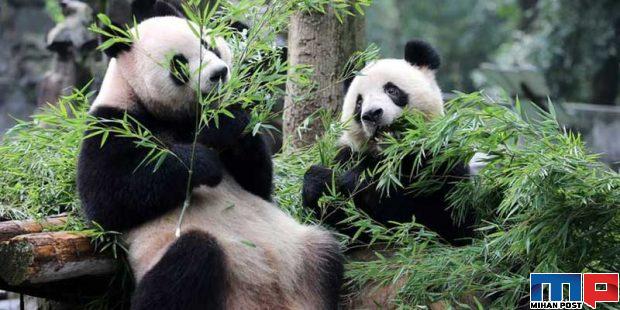 تماشای حیواناتی از سراسر جهان با بازدید از باغ وحش شانگهای 5 باغ وحش شانگهای