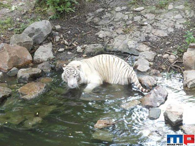 تماشای حیواناتی از سراسر جهان با بازدید از باغ وحش شانگهای 6 باغ وحش شانگهای