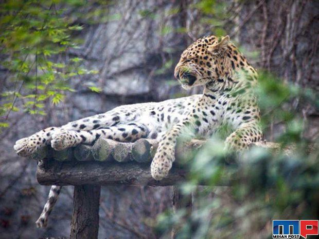 تماشای حیواناتی از سراسر جهان با بازدید از باغ وحش شانگهای 2 باغ وحش شانگهای