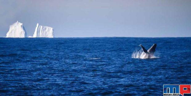 جدیدترین تصاویر قطب جنوب از دریچه دوربین عکاسان کشتی ادمیرال ولادیمیر 14 جدیدترین تصاویر قطب جنوب