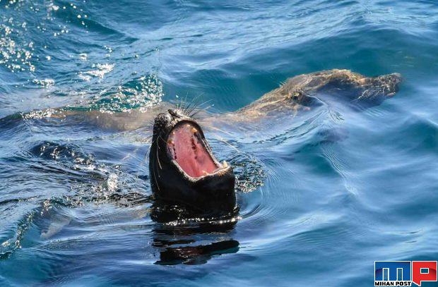 جدیدترین تصاویر قطب جنوب