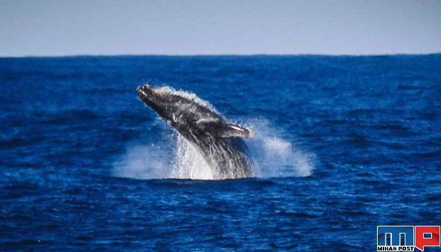 جدیدترین تصاویر قطب جنوب از دریچه دوربین عکاسان کشتی ادمیرال ولادیمیر 12 جدیدترین تصاویر قطب جنوب