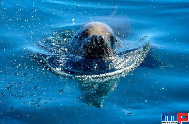 جدیدترین تصاویر قطب جنوب