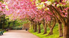 جشن های ایران باستان