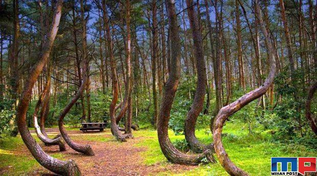 تصاویری از جنگل با درختانی کج و عجیب در کشور لهستان 6 جنگل با درختانی کج