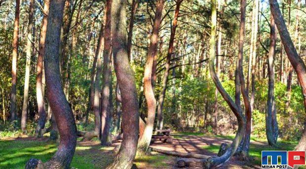 تصاویری از جنگل با درختانی کج و عجیب در کشور لهستان 5 جنگل با درختانی کج