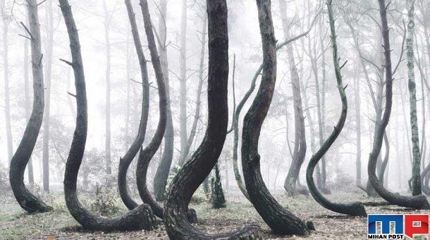 تصاویری از جنگل با درختانی کج و عجیب در کشور لهستان 4 جنگل با درختانی کج