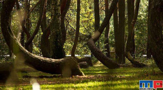 تصاویری از جنگل با درختانی کج و عجیب در کشور لهستان 3 جنگل با درختانی کج