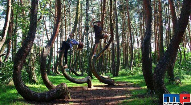 تصاویری از جنگل با درختانی کج و عجیب در کشور لهستان 2 جنگل با درختانی کج