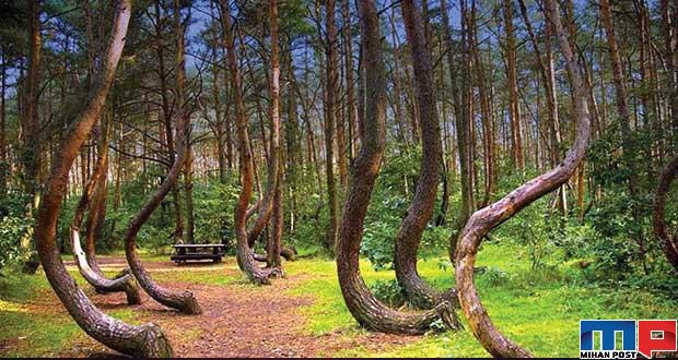 تصاویری از جنگل با درختانی کج و عجیب در کشور لهستان 10 جنگل با درختانی کج