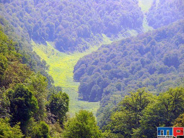 جنگل‌های معروف جهان