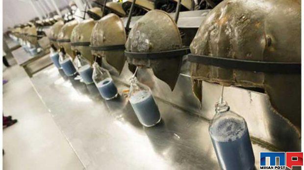 خرچنگ نعلی موجودی که جان بسیاری از انسان ها را نجات داده است 2 خرچنگ نعلی