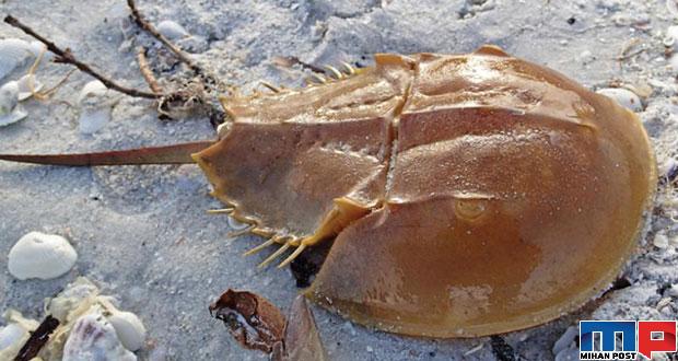 خرچنگ نعلی موجودی که جان بسیاری از انسان ها را نجات داده است 4 خرچنگ نعلی