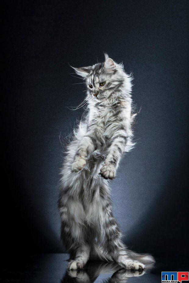 عکاسی از گربه