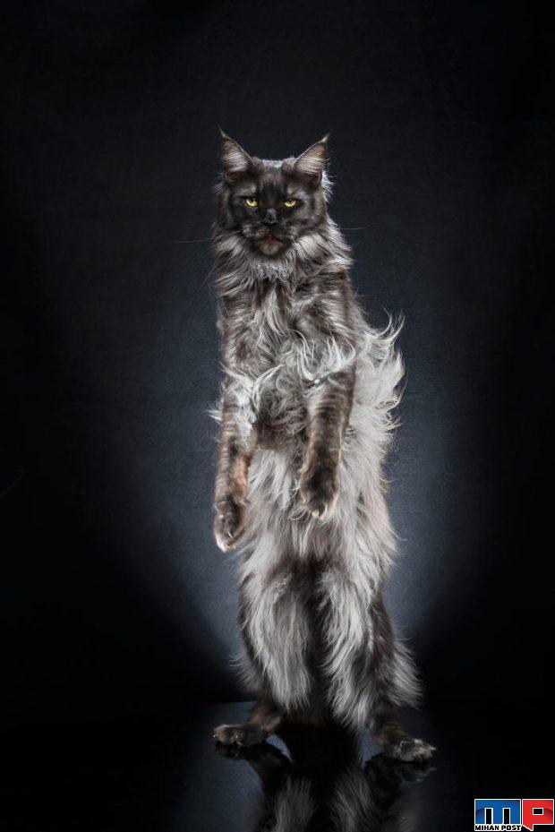 عکاسی از گربه