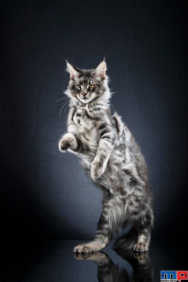 عکاسی از گربه