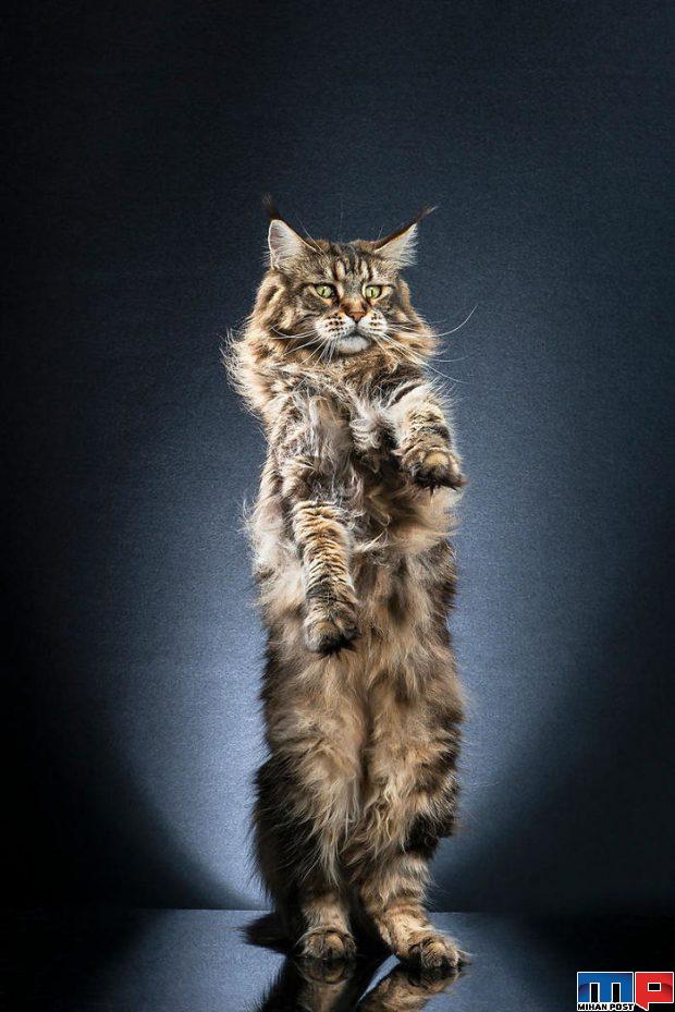 عکاسی از گربه