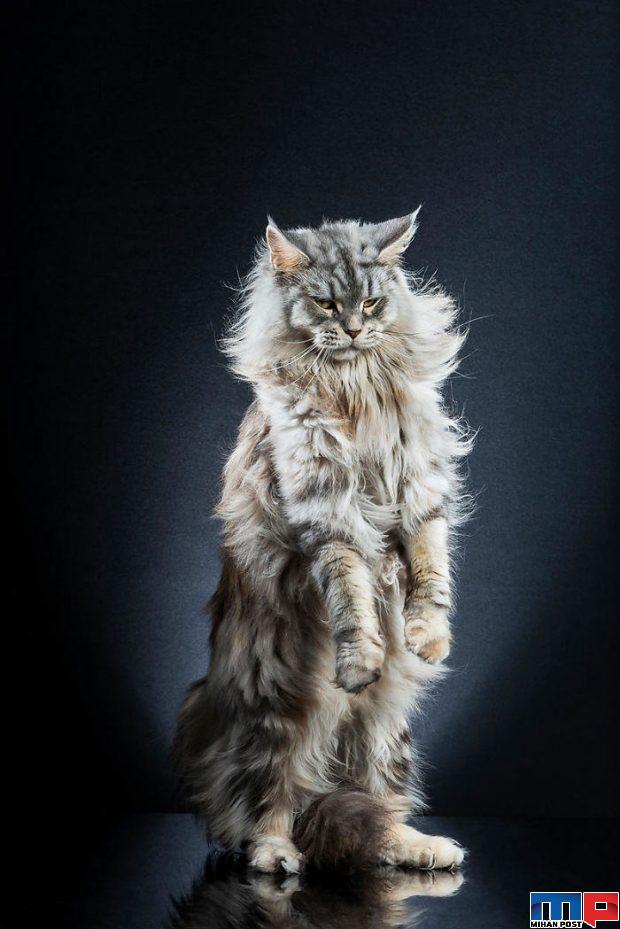 عکاسی از گربه