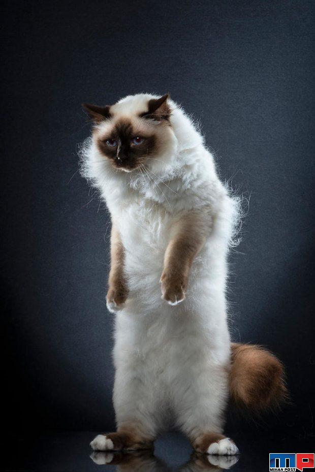 عکاسی از گربه