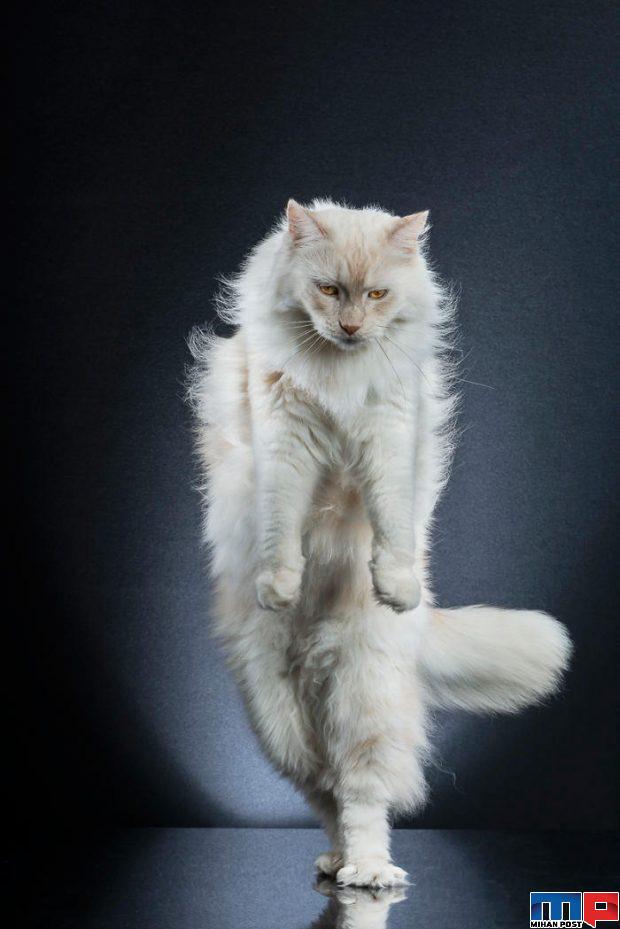 عکاسی از گربه