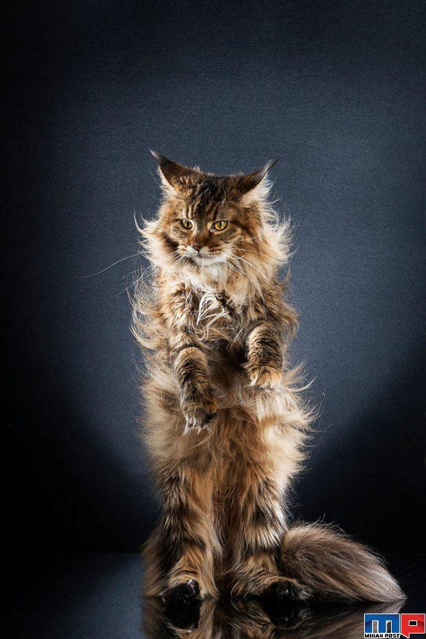 عکاسی از گربه