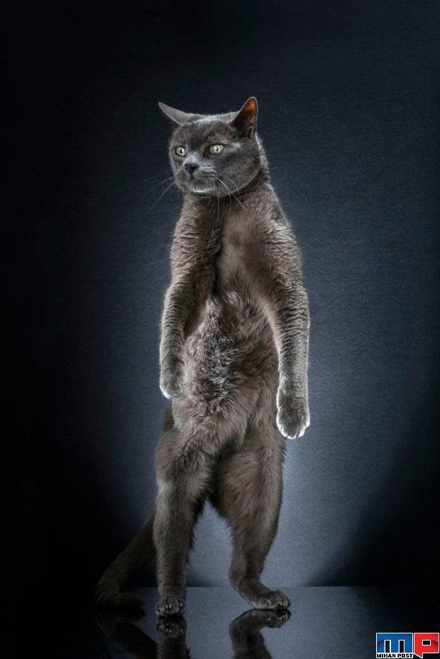 عکاسی از گربه