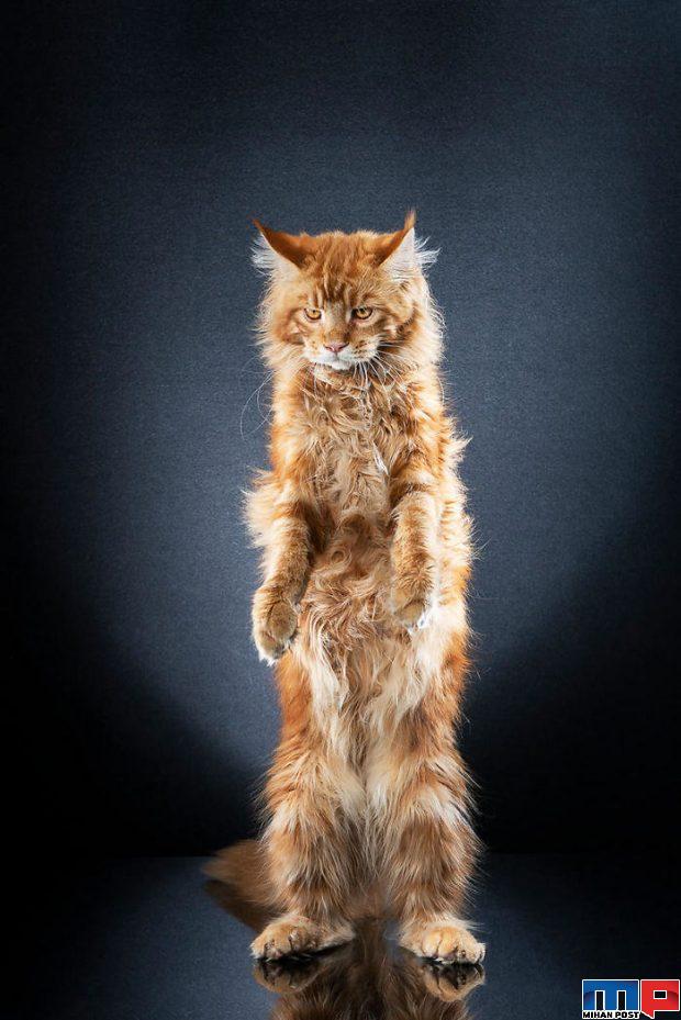 عکاسی از گربه