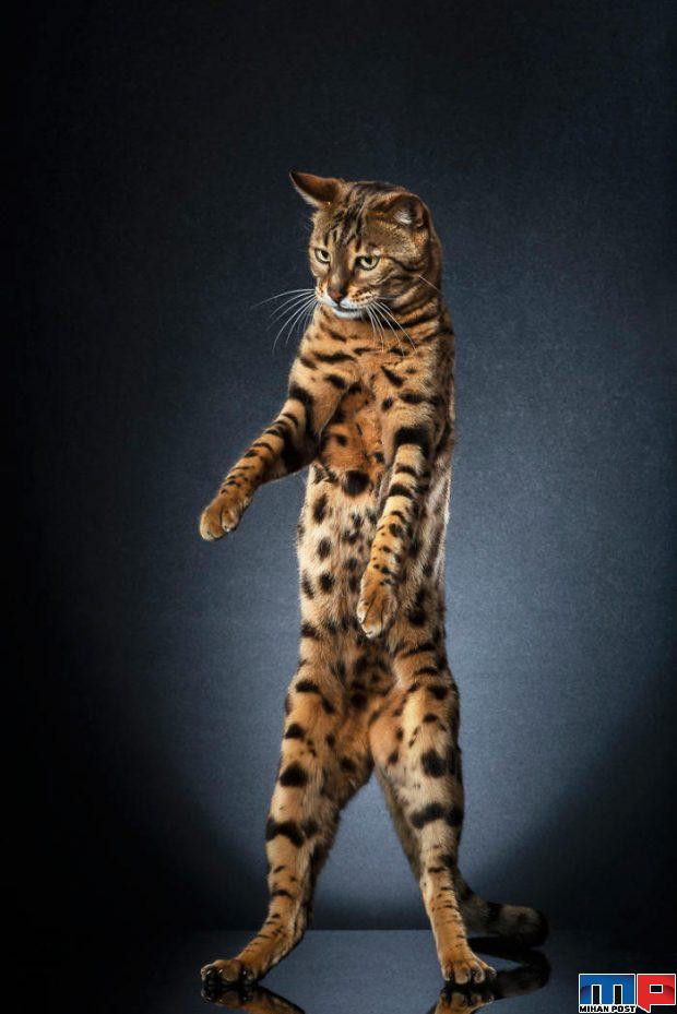 عکاسی از گربه