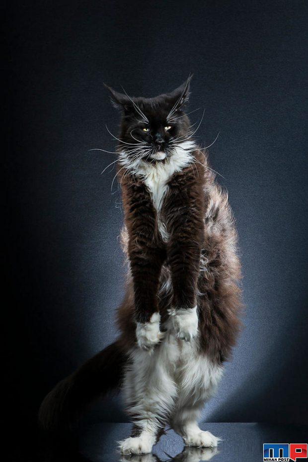 عکاسی از گربه